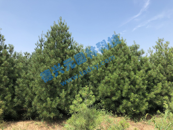 �c���鿴Ԕ��(x��)��Ϣ��(bi��o)�}����Ƥ�� ��x�Δ�(sh��)��2160