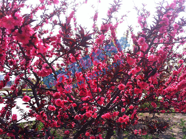 �c���鿴Ԕ��(x��)��Ϣ��(bi��o)�}������ ��x�Δ�(sh��)��2229