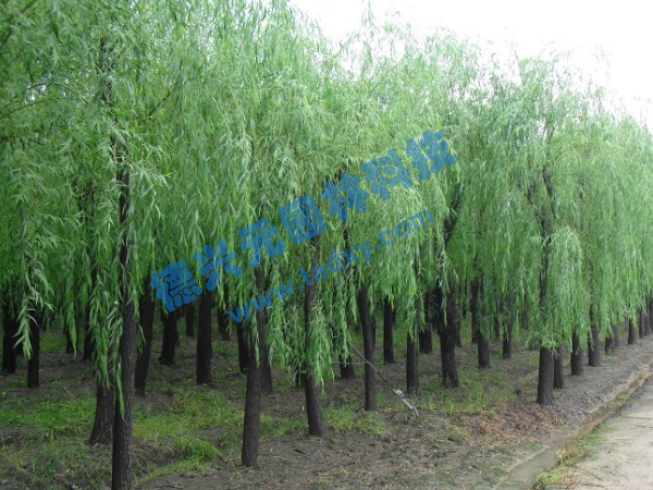 �c(di��n)���鿴Ԕ��(x��)��Ϣ��(bi��o)�}������ ��x�Δ�(sh��)��2296