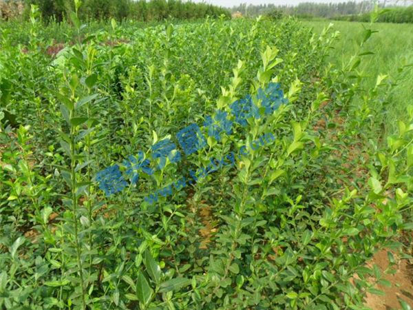 �c(di��n)���鿴Ԕ��(x��)��Ϣ��(bi��o)�}�����~������ ��x�Δ�(sh��)��2667