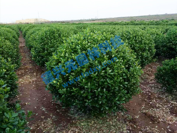 �c(di��n)���鿴Ԕ��(x��)��Ϣ��(bi��o)�}�����~�S���� ��x�Δ�(sh��)��2438