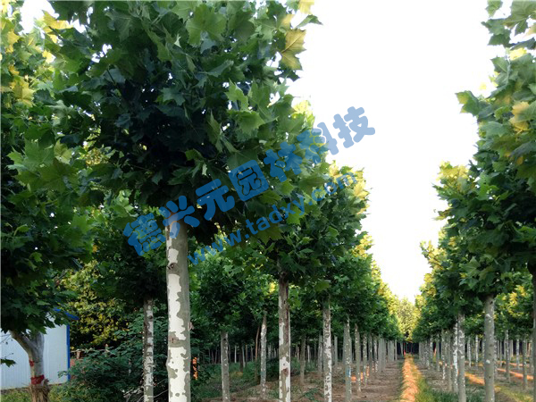 �c(di��n)���鿴Ԕ��(x��)��Ϣ��(bi��o)�}����ͩ ��x�Δ�(sh��)��2297