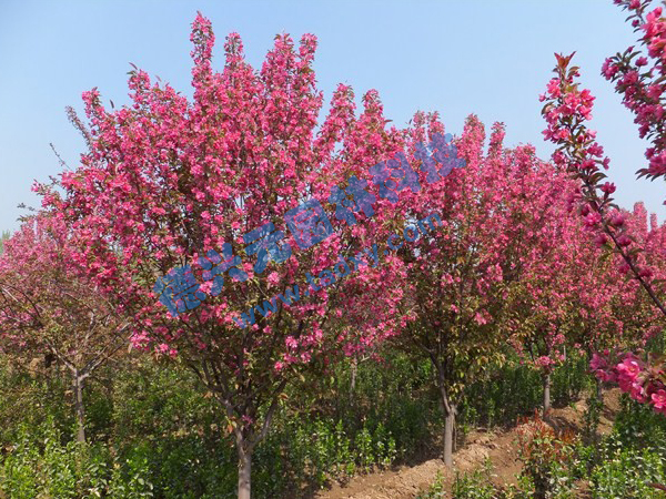 �c(di��n)���鿴Ԕ��(x��)��Ϣ��(bi��o)�}������ ��x�Δ�(sh��)��2303