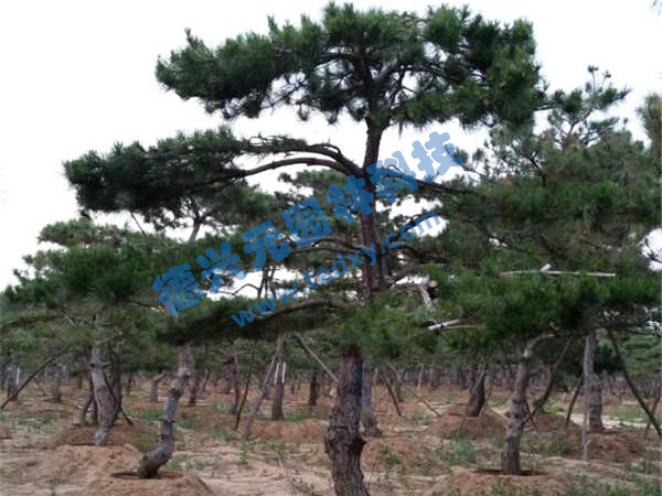 �c(di��n)���鿴Ԕ��(x��)��Ϣ��(bi��o)�}������ ��x�Δ�(sh��)��2369