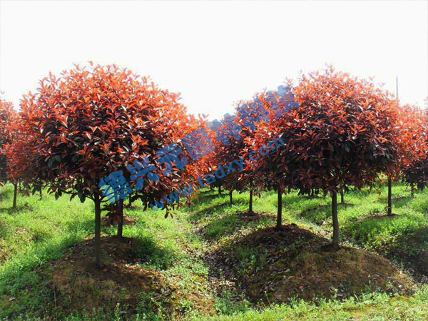 �c(di��n)���鿴Ԕ��(x��)��Ϣ��(bi��o)�}���t�~ʯ骘� ��x�Δ�(sh��)��2604