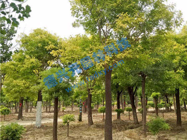 �c���鿴Ԕ����Ϣ��(bi��o)�}�����~�� ��x�Δ�(sh��)��2235