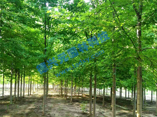 �c���鿴Ԕ����Ϣ��(bi��o)�}�������t�� ��x�Δ�(sh��)��1962