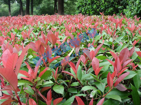 �c(di��n)���鿴Ԕ��(x��)��Ϣ��(bi��o)�}���t�~ʯ� ��x�Δ�(sh��)��2355