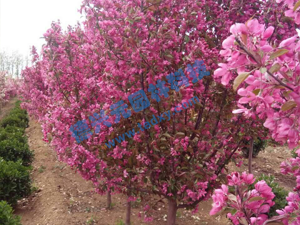 �c���鿴Ԕ����Ϣ��(bi��o)�}���k������ ��x�Δ�(sh��)��2147