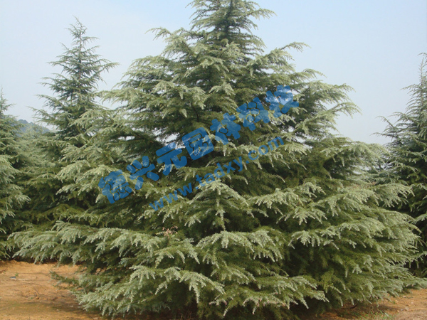 �c���鿴Ԕ����Ϣ���}��ѩ�� ��x�Δ�(sh��)��1866