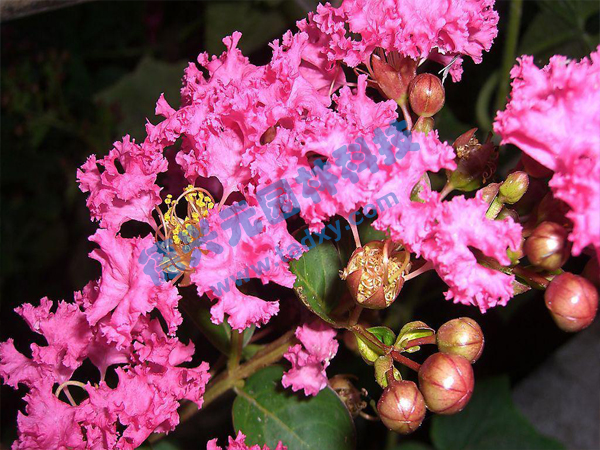 �c���鿴Ԕ��(x��)��Ϣ��(bi��o)�}����ޱ ��x�Δ�(sh��)��1763