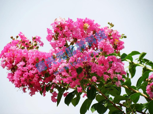 �c���鿴Ԕ����Ϣ���}����ޱ ��x�Δ�(sh��)��1861